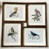 Darthome Limited Set Of 4 Birds Of Paradise Framed Prints