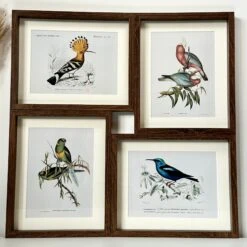 Darthome Limited Set Of 4 Birds Of Paradise Framed Prints