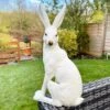 Darthome Limited White March Hare Garden Ornament