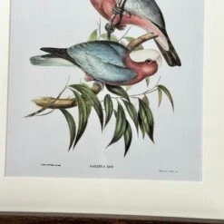 Darthome Limited Set Of 4 Birds Of Paradise Framed Prints -Darthome Limited IMG E1314