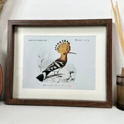 Darthome Limited Set Of 4 Birds Of Paradise Framed Prints -Darthome Limited IMG E1329 f2bef52d f42f 4136 8138 d20ecedf2af2