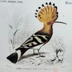 Darthome Limited Set Of 4 Birds Of Paradise Framed Prints -Darthome Limited IMG E1333