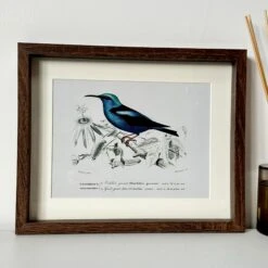 Darthome Limited Set Of 4 Birds Of Paradise Framed Prints -Darthome Limited IMG E1356