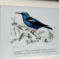 Darthome Limited Set Of 4 Birds Of Paradise Framed Prints -Darthome Limited IMG E1361