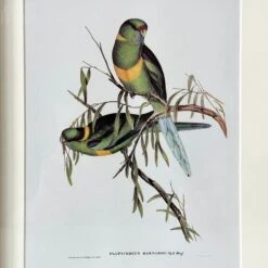 Darthome Limited Set Of 4 Birds Of Paradise Framed Prints -Darthome Limited IMG E1371