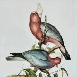 Darthome Limited Set Of 4 Birds Of Paradise Framed Prints -Darthome Limited IMG E1382 0bf854b5 51c9 4505 8327 7a33d258b568