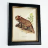 Darthome Limited Forest Fox Toile Framed Print