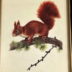 Darthome Limited Forest Red Squirrel Toile Framed Print -Darthome Limited IMG E1822copy