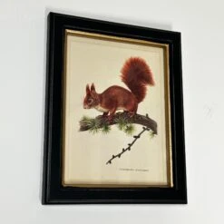 Darthome Limited Forest Red Squirrel Toile Framed Print