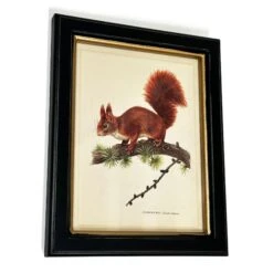 Darthome Limited Forest Red Squirrel Toile Framed Print -Darthome Limited IMG E1824copy
