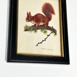 Darthome Limited Forest Red Squirrel Toile Framed Print -Darthome Limited IMG E1828 3231ec18 edc1 4b36 961c c5529c526f3f