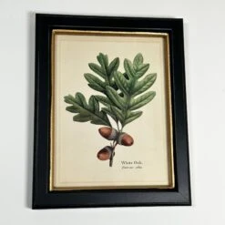 Darthome Limited Forest White Oak Acorns Toile Framed Print 10 Darthome Limited Forest White Oak Acorns Toile Framed Print -Darthome Limited IMG E1830 a7380d2a 1f5a 45fb 9363 bff75940af88