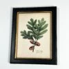 Darthome Limited Forest White Oak Acorns Toile Framed Print