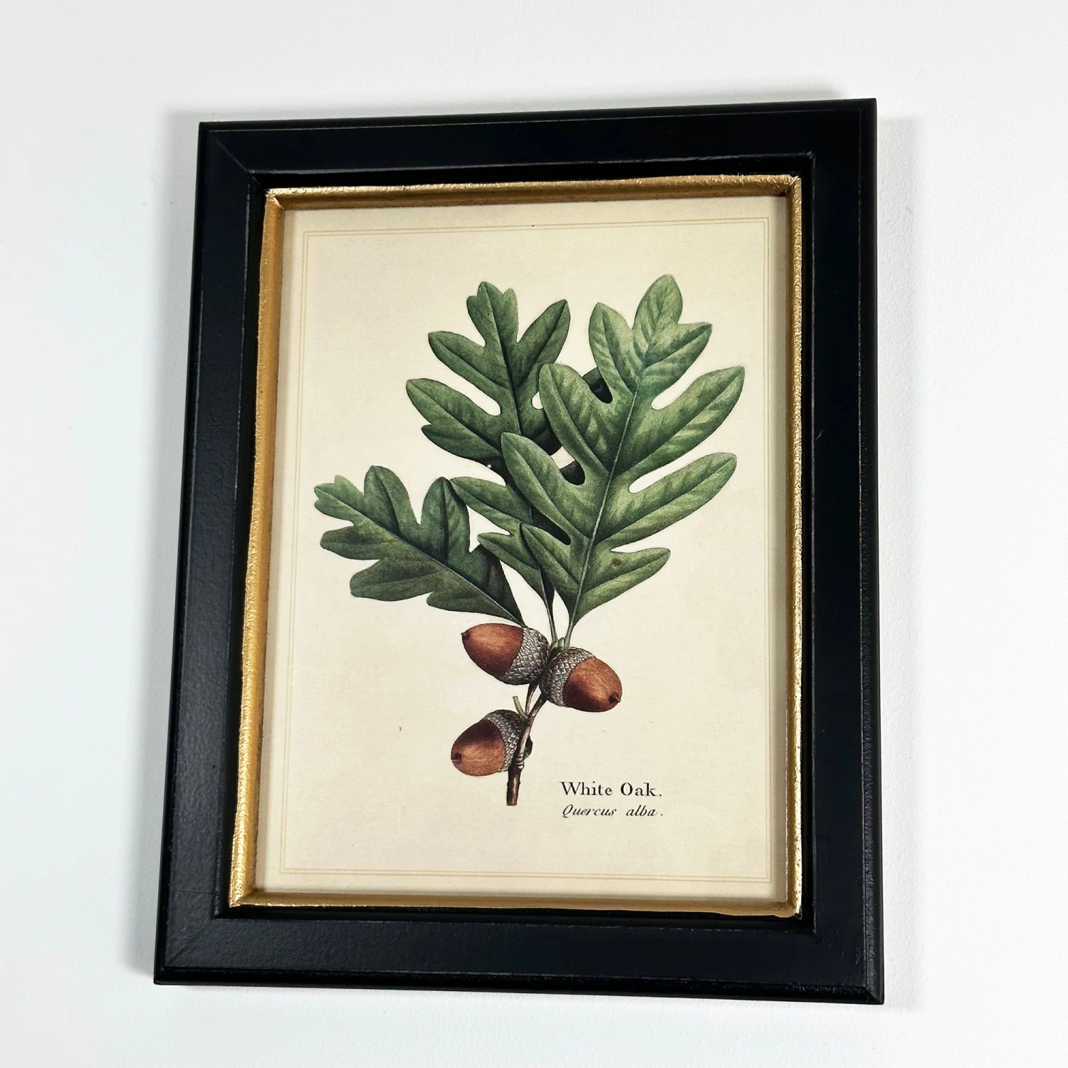 Darthome Limited Forest White Oak Acorns Toile Framed Print 1 Darthome Limited Forest White Oak Acorns Toile Framed Print