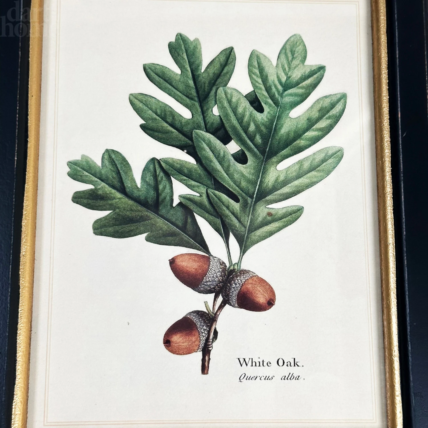 Darthome Limited Forest White Oak Acorns Toile Framed Print 2 Darthome Limited Forest White Oak Acorns Toile Framed Print - Image 2