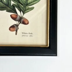 Darthome Limited Forest White Oak Acorns Toile Framed Print 8 Darthome Limited Forest White Oak Acorns Toile Framed Print -Darthome Limited IMG E1835 618c648a 3e6f 49d5 8f32 42bea2f60354