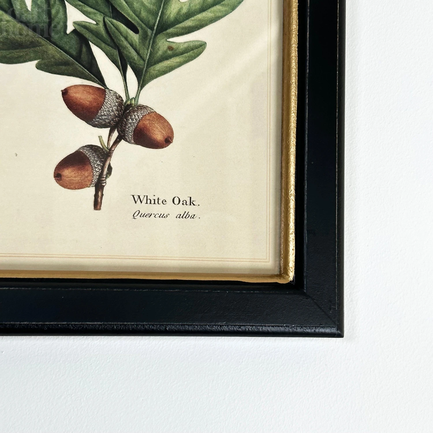 Darthome Limited Forest White Oak Acorns Toile Framed Print 3 Darthome Limited Forest White Oak Acorns Toile Framed Print - Image 3