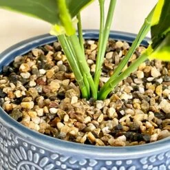 Darthome Limited Artificial Dieffenbachia Flower In Blue Pot 12 Darthome Limited Artificial Dieffenbachia Flower In Blue Pot -Darthome Limited IMG E4621 edited94