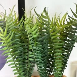 Darthome Limited Faux Potted Fern Plant In Terracotta Pot -Darthome Limited IMG E4669