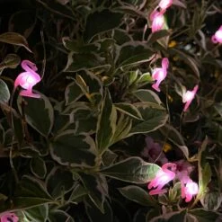 Darthome Limited 50 Flamingo Solar Outdoor String Lights -Darthome Limited IMG E5118 edited119