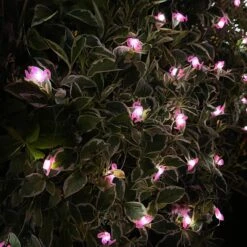 Darthome Limited 50 Flamingo Solar Outdoor String Lights -Darthome Limited IMG E5125 edited124