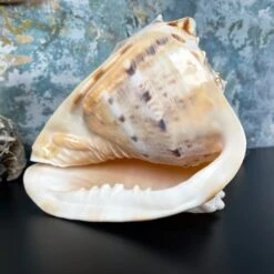 Darthome Limited Giant Horned Queen Helmet Shell -Darthome Limited IMG E5224