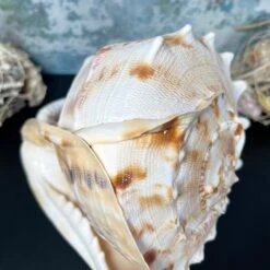 Darthome Limited Giant Horned Queen Helmet Shell -Darthome Limited IMG E5225