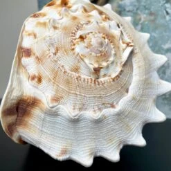 Darthome Limited Giant Horned Queen Helmet Shell -Darthome Limited IMG E5227