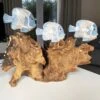 Darthome Limited Blue Fish On Teak Root Coral Reef Sculpture