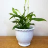 Darthome Limited White Cement Indoor Plant Pot