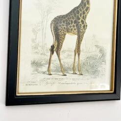 Darthome Limited Vintage Giraffe Framed Wall Art -Darthome Limited IMG E7284 5bbe417f 7aaf 4a18 ba20 3c7e4b7217ec