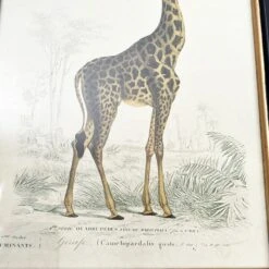 Darthome Limited Vintage Giraffe Framed Wall Art -Darthome Limited IMG E7285