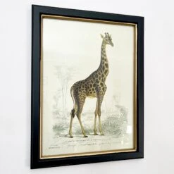 Darthome Limited Vintage Giraffe Framed Wall Art -Darthome Limited IMG E7287 b3fb1b51 814a 4cf4 89f3 2e20fc3569bc