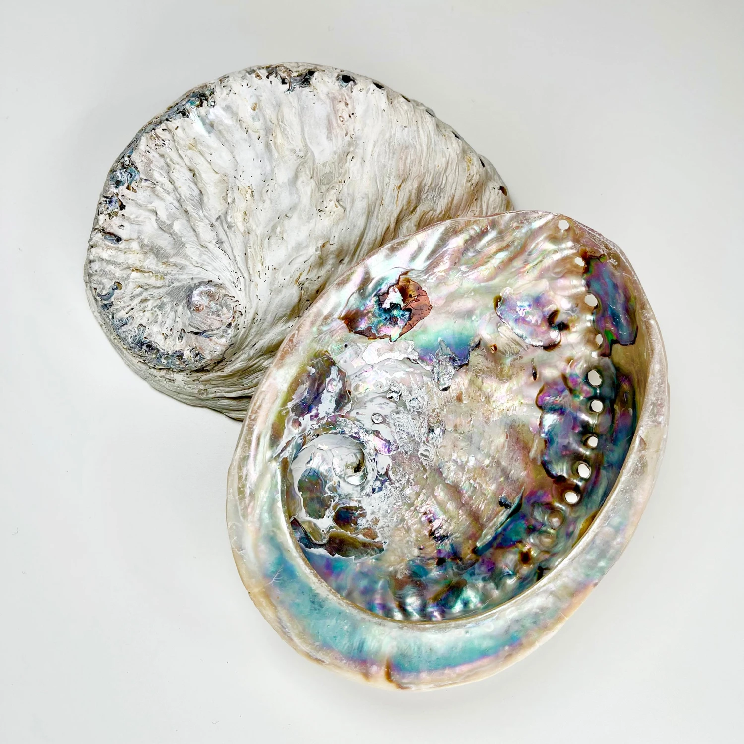 Darthome Limited Unpolished Colourful Natural Abalone Sea Shells 1 Darthome Limited Unpolished Colourful Natural Abalone Sea Shells
