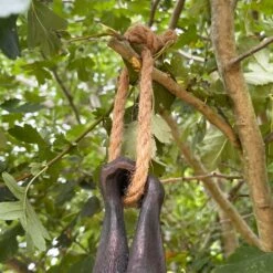 Darthome Limited Hanging Bat Garden Ornament 10 Darthome Limited Hanging Bat Garden Ornament -Darthome Limited IMG E7618 editedBL