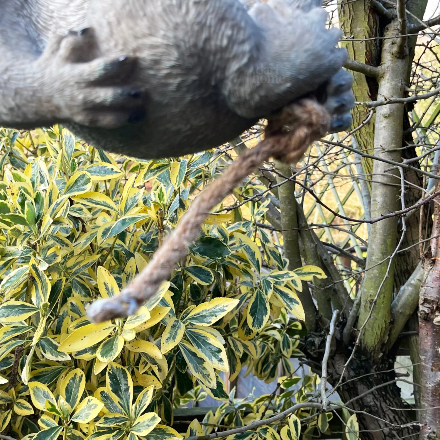 Darthome Limited Hanging Grey Koala Ornament 5 Darthome Limited Hanging Grey Koala Ornament - Image 5