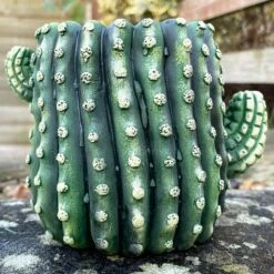 Darthome Limited Small Cement Cactus Planter -Darthome Limited IMG E9305