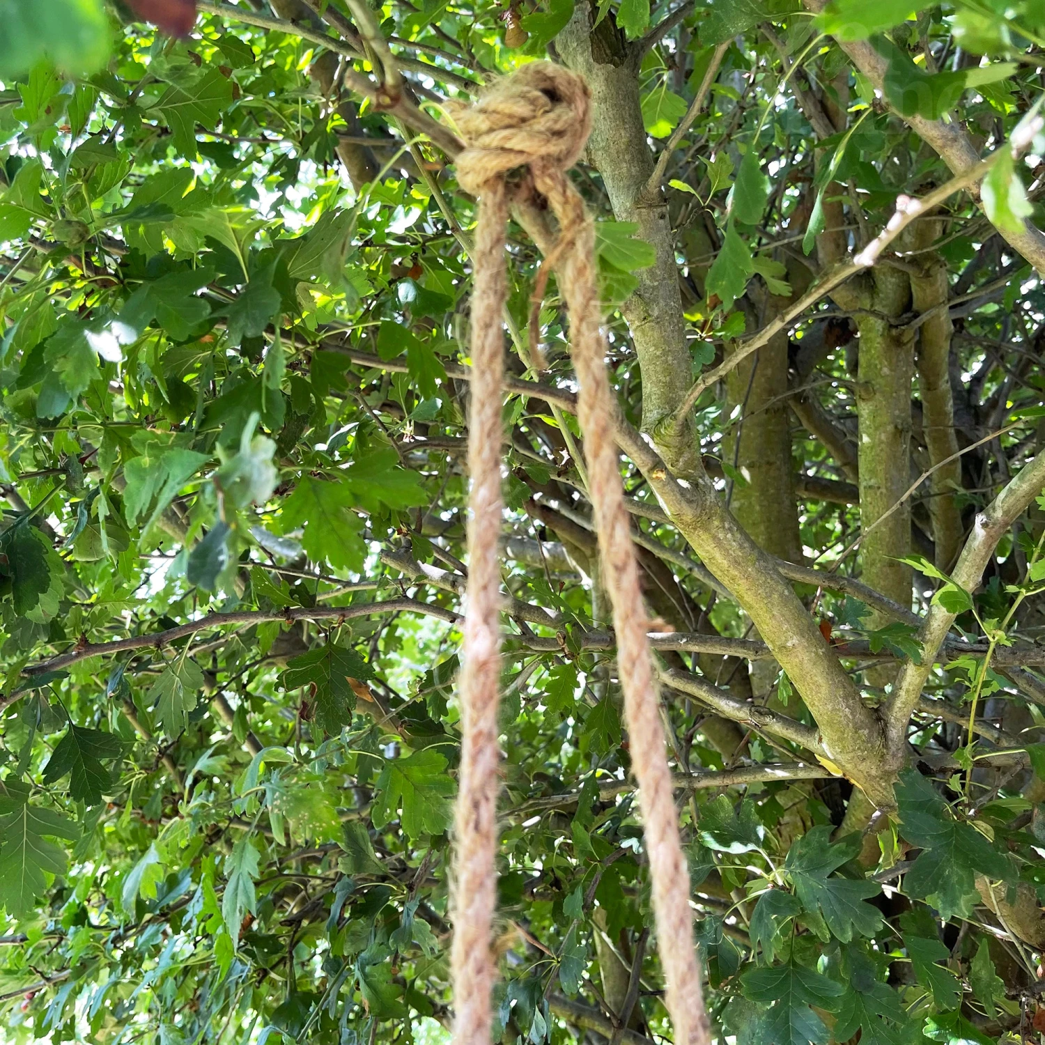 Darthome Limited Black Hanging Upside Down Monkey Ornament 5 Darthome Limited Black Hanging Upside Down Monkey Ornament - Image 5